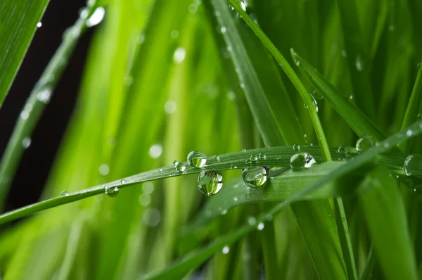 Gotas sobre hierba verde — Foto de Stock