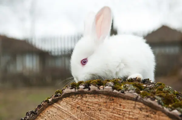 在院子里的小兔子 — 图库照片