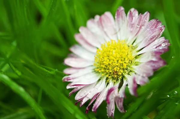 Close-up van voorjaar bloem — Stockfoto