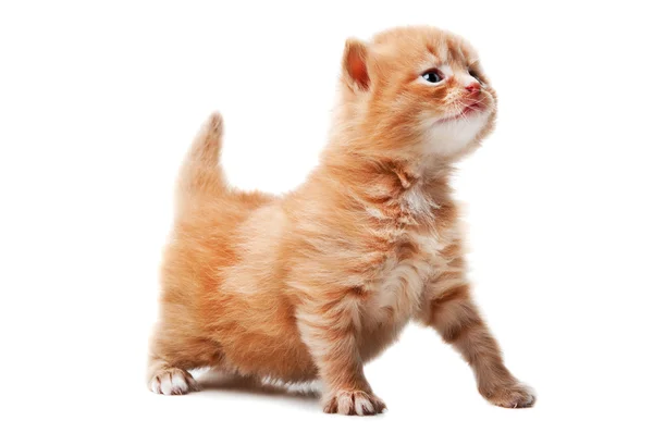 有趣的生姜猫 — 图库照片