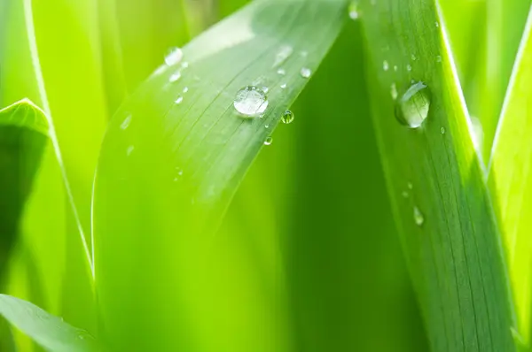 Green grass with drops background — Stock Photo, Image