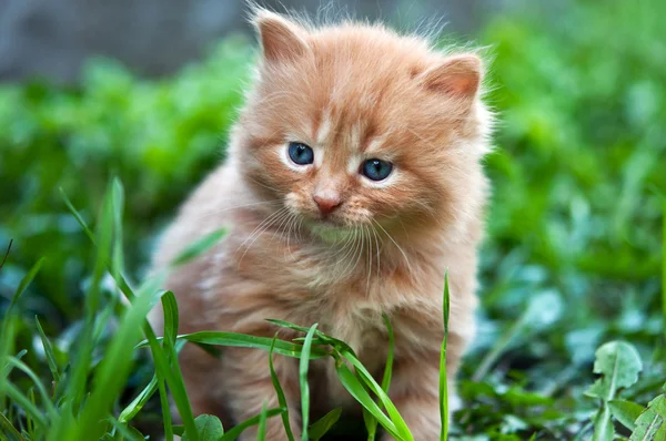 Hermoso jengibre gatito —  Fotos de Stock