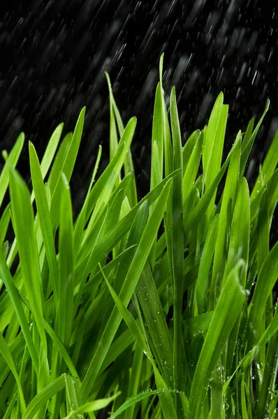 Grünes Gras und Regen — Stockfoto
