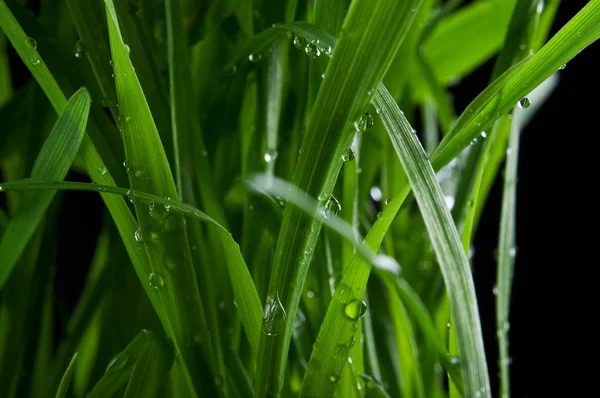 Yeşil çimenlerin üzerinde damla closeup — Stok fotoğraf