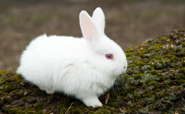 Petit lapin tout blanc dans un champ — Photo
