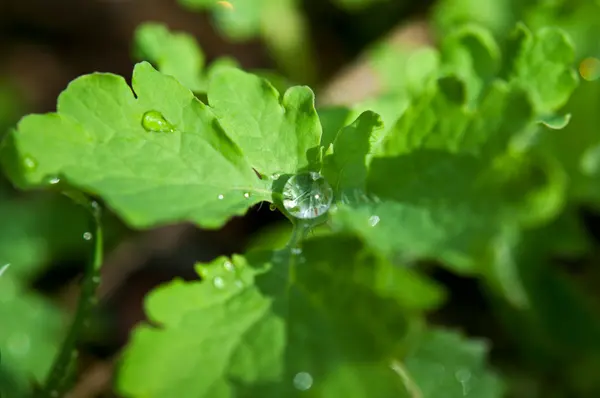 Closeup of water drop — Stock Photo, Image