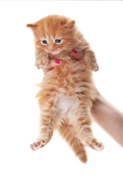 stock image Woman holding beauty kitten