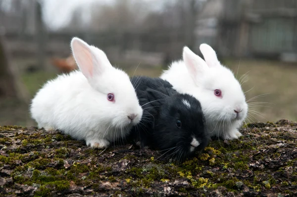 Три маленьких кролика — стоковое фото