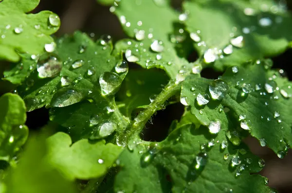 Water drop on leaf background — Stock Photo, Image
