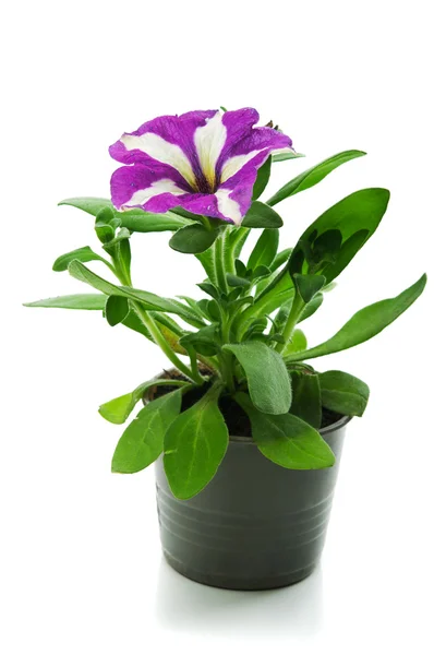 Topf mit Blume — Stockfoto