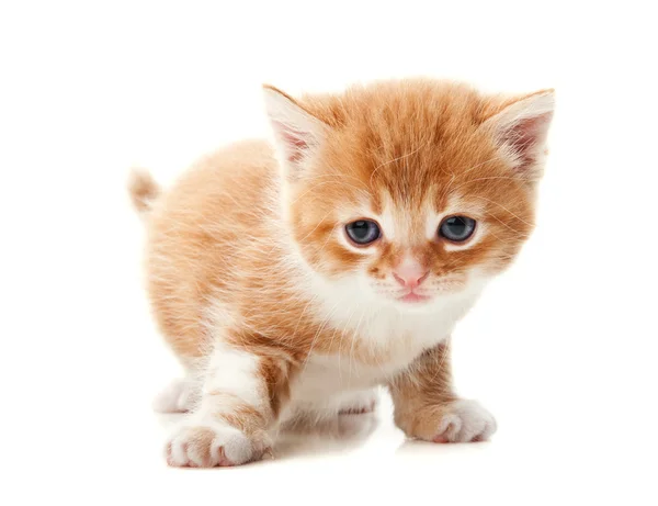 姜小猫 — 图库照片
