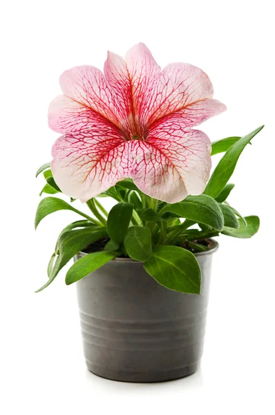 Topf mit Blume — Stockfoto