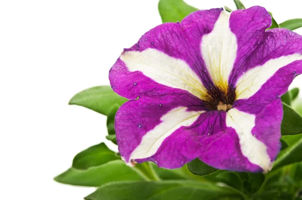 Квітка краси ізольовані — стокове фото