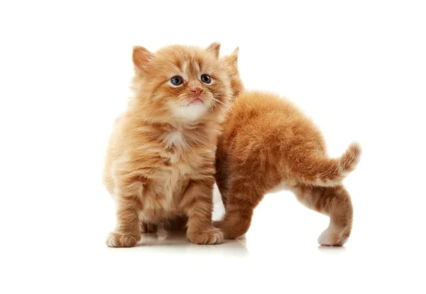 Küçük yavru kedi oyun — Stok fotoğraf