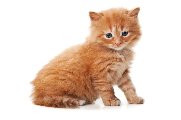 Gattino rossiccio con gli occhi azzurri — Foto Stock