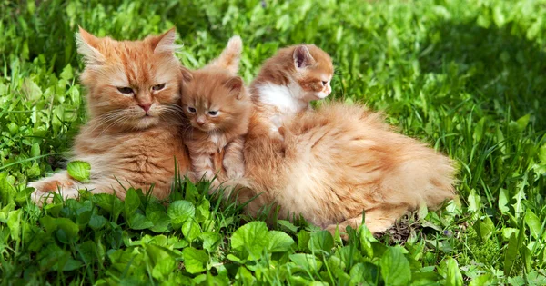 Gato con gatitos —  Fotos de Stock