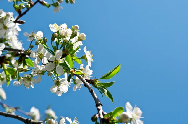 stock image Spring flowers blossoms