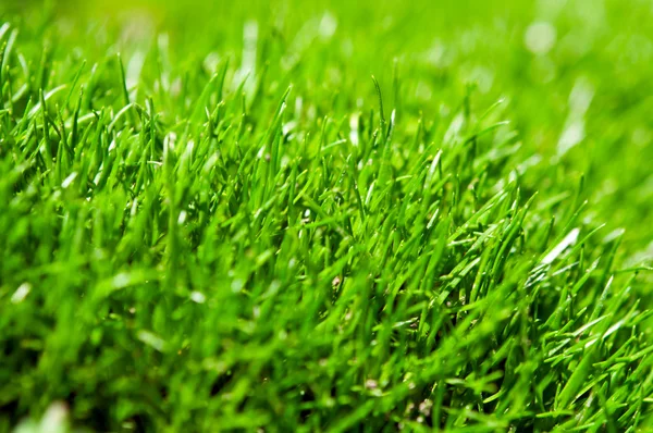 Fechar de grama verde — Fotografia de Stock