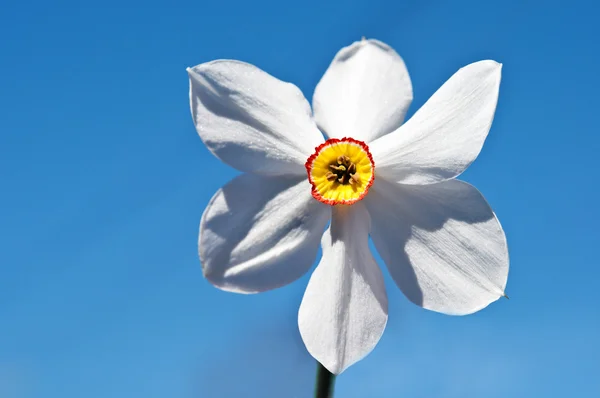 White narcissus flower — Stock Photo, Image