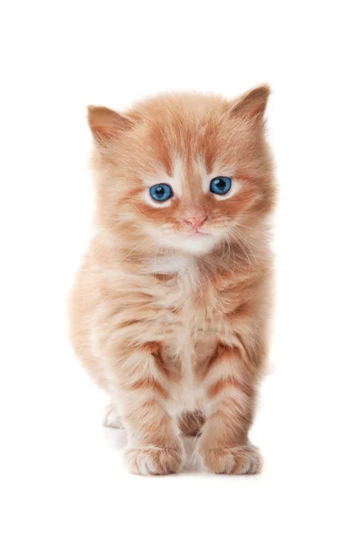 Ginger kitty with blue eyes — Stock Photo, Image