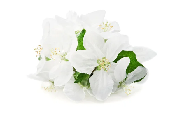 Kwiat kwitnąć na białym tle — Zdjęcie stockowe