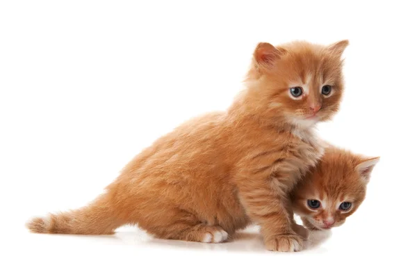 Два маленьких рыжих котенка — стоковое фото