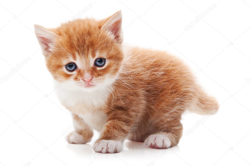 Ginger kitty