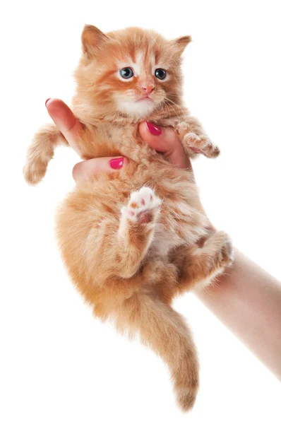 Kedi yavrusu tutan kadın — Stok fotoğraf