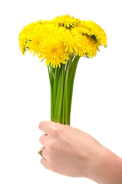 Kadın karahindiba holding çiçekler — Stok fotoğraf