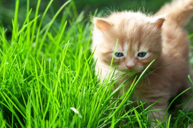 Yeşil çimlerin üzerinde kedi yavrusu