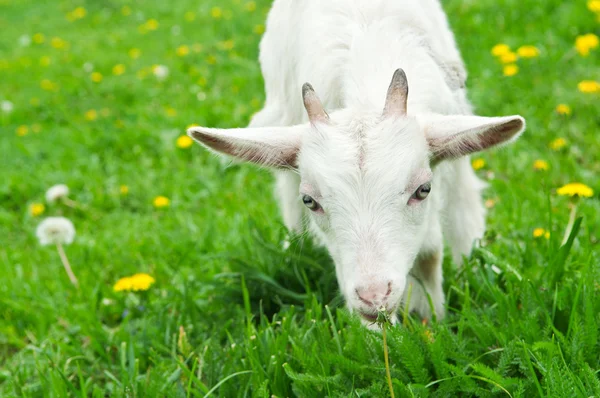 Маленькая белая коза — стоковое фото