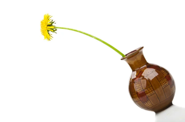 Одуванчик цветок в вазе — стоковое фото