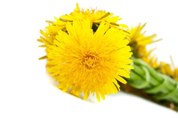 Karahindiba çiçeği — Stok fotoğraf
