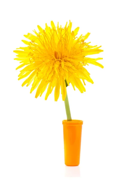 Žlutý květ — Stock fotografie
