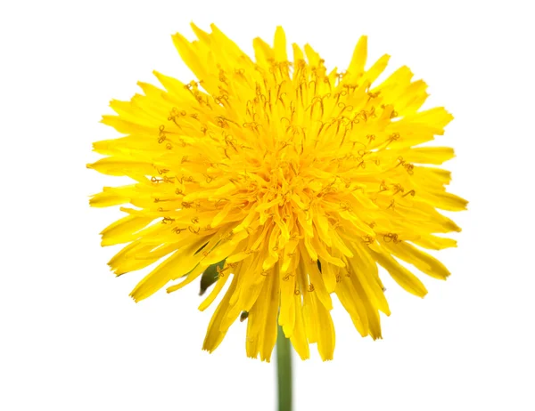 Квітка кульбаба — стокове фото