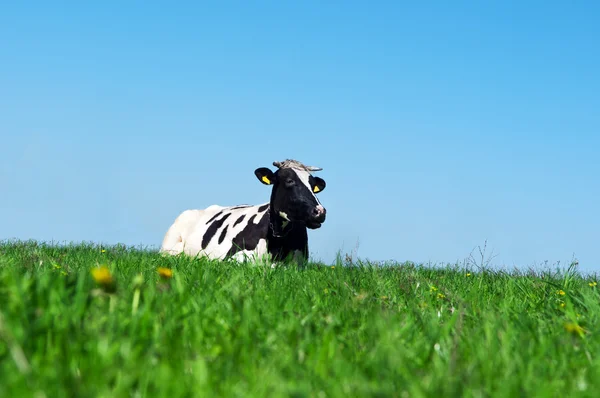 在绿草上放牛 — 图库照片