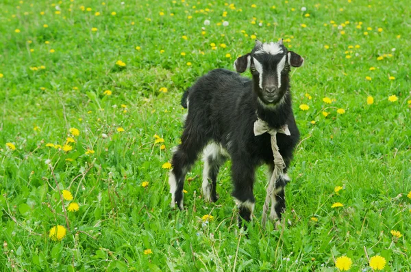 Маленькая черная коза — стоковое фото