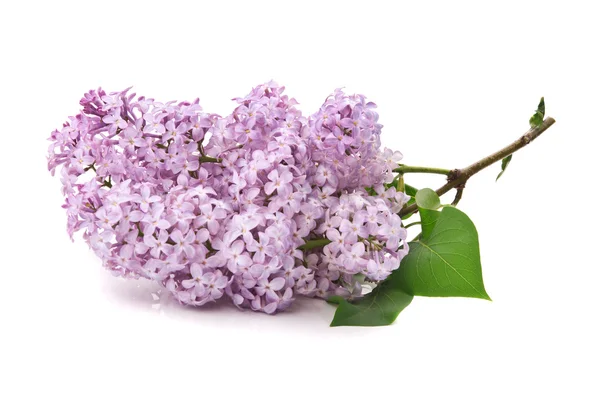 stock image Branch of lilac