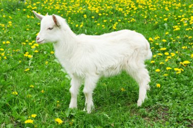Little white goat clipart
