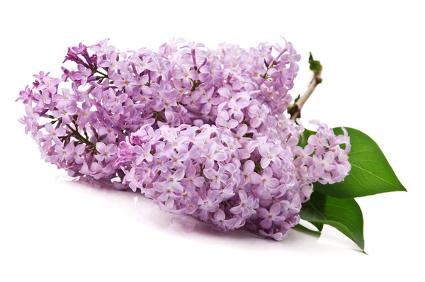 Stock image Branch of lilac