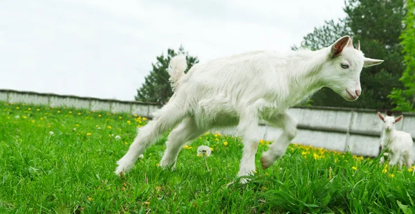 Kleine witte geit — Stockfoto