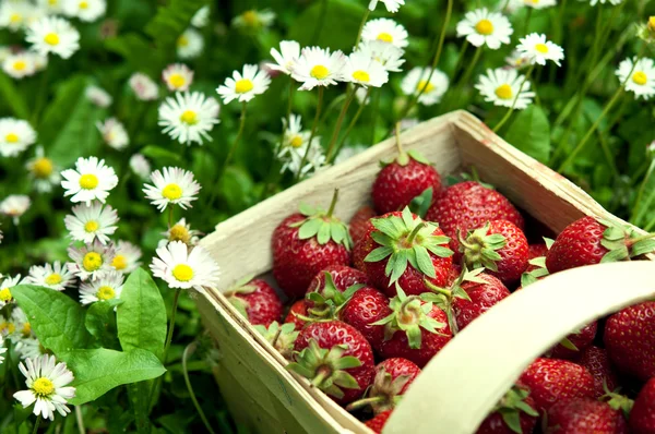 Strawberry basket at garden — Stock Photo, Image