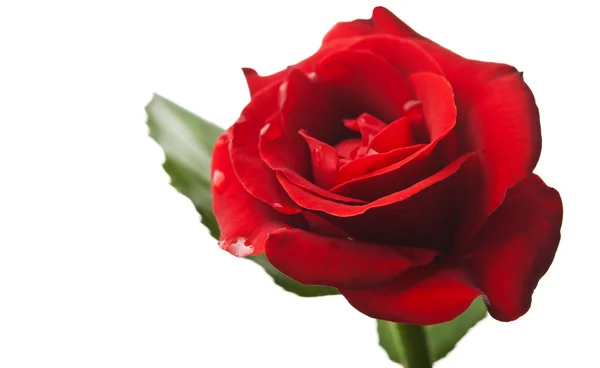 Krásné červené růže — Stock fotografie