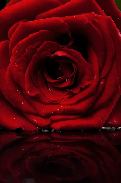 빨간 로즈의 근접 촬영 — 스톡 사진