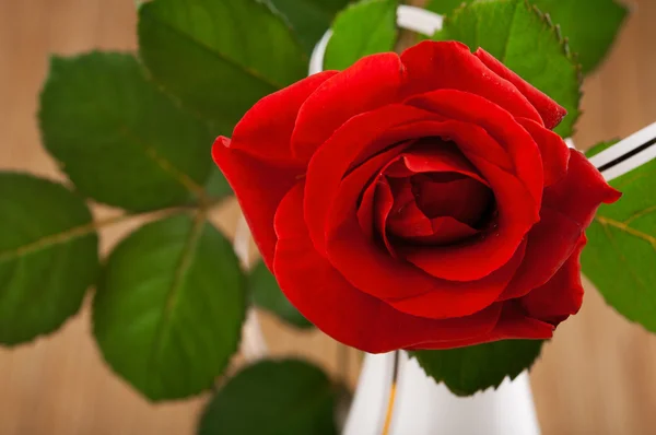 Bella rosa rossa in vaso — Foto Stock