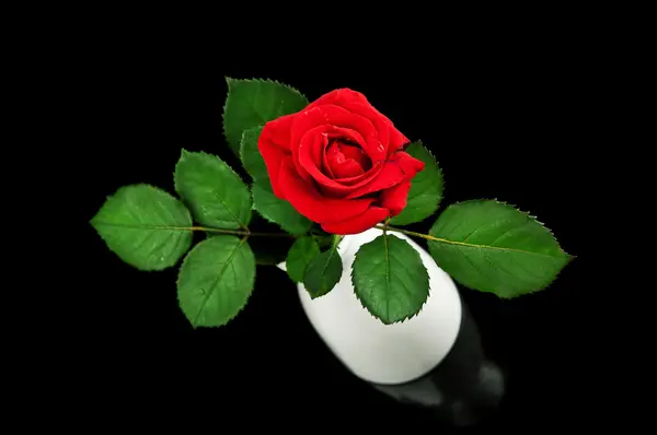 Roos in een vaas — Stockfoto