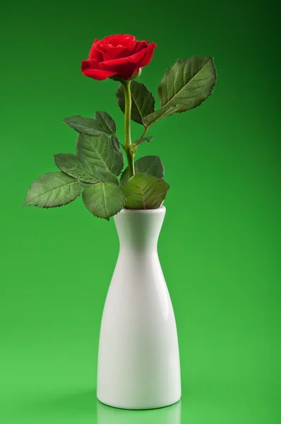 Красная роза в вазе — стоковое фото