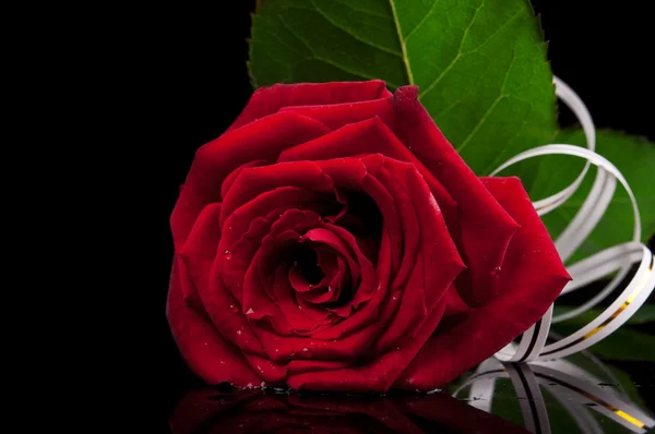 Rode roos op zwart — Stockfoto
