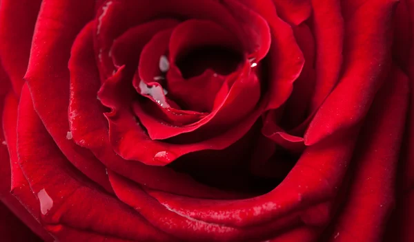 Rosa rossa sfondo — Foto Stock