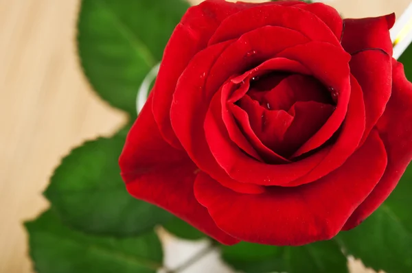 Czerwona róża tło — Zdjęcie stockowe